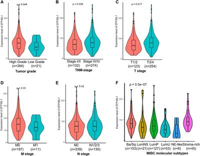 Conflicting Roles of ZFP36L1 in Regulating the Progression of Muscle Invasive Bladder Cancer